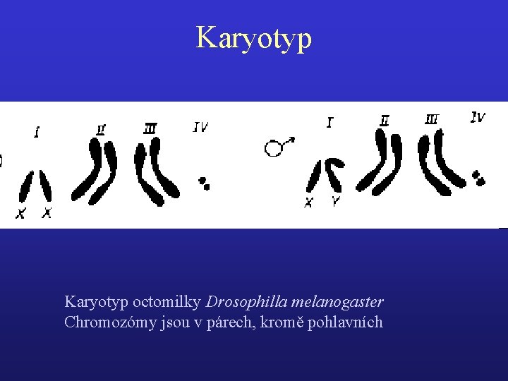 Karyotyp octomilky Drosophilla melanogaster Chromozómy jsou v párech, kromě pohlavních 