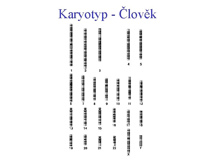 Karyotyp - Člověk A A 