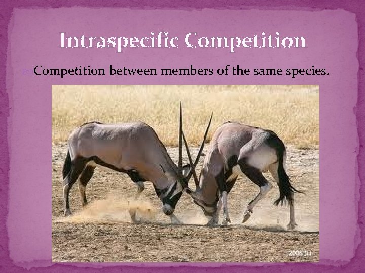 Intraspecific Competition between members of the same species. 