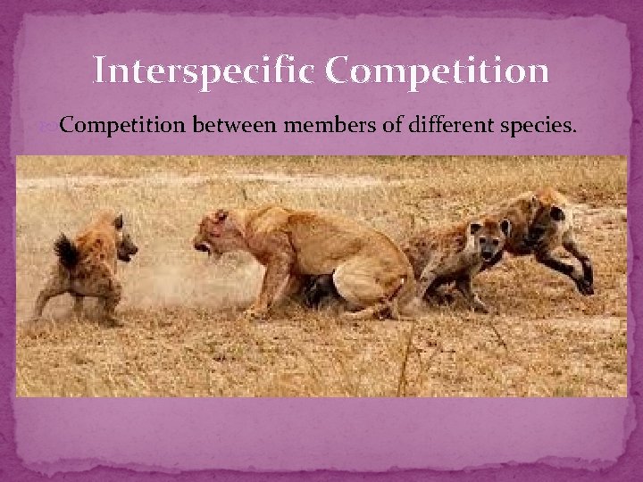Interspecific Competition between members of different species. 