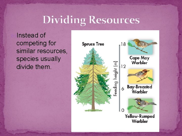 Dividing Resources Instead of competing for similar resources, species usually divide them. Dividing Resources Instead of competing for similar resources, species usually divide them.