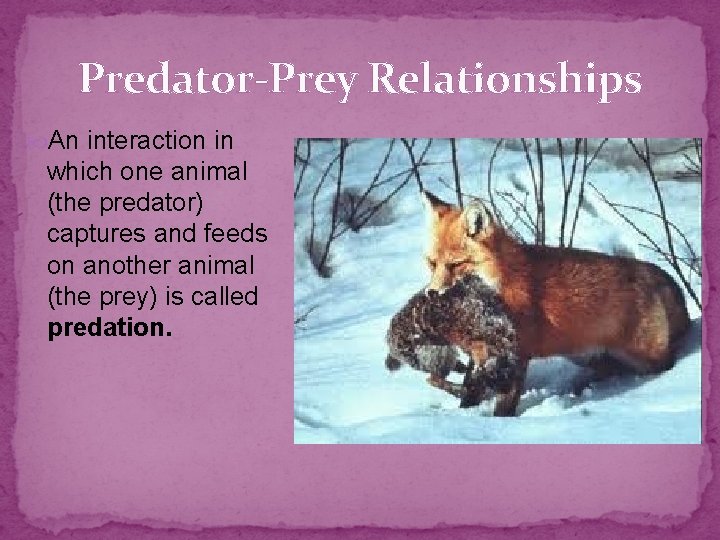 Predator-Prey Relationships An interaction in which one animal (the predator) captures and feeds on Predator-Prey Relationships An interaction in which one animal (the predator) captures and feeds on