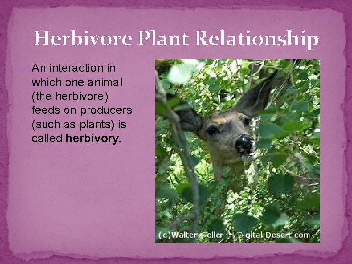 Herbivore Plant Relationship An interaction in which one animal (the herbivore) feeds on producers