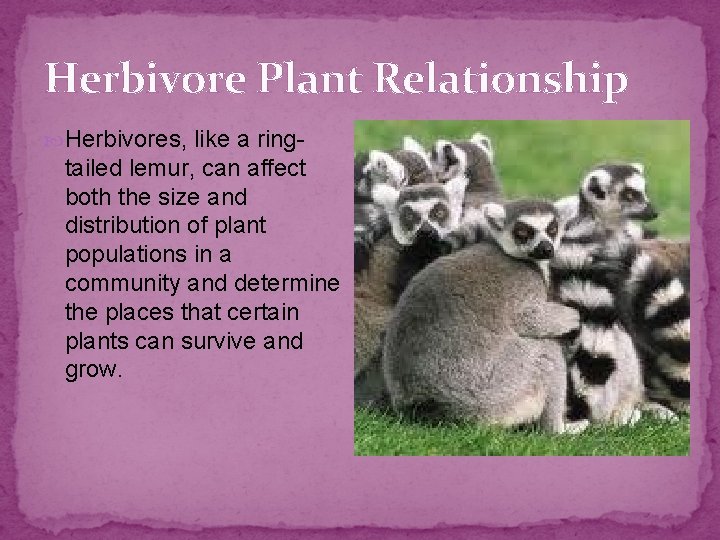 Herbivore Plant Relationship Herbivores, like a ring- tailed lemur, can affect both the size