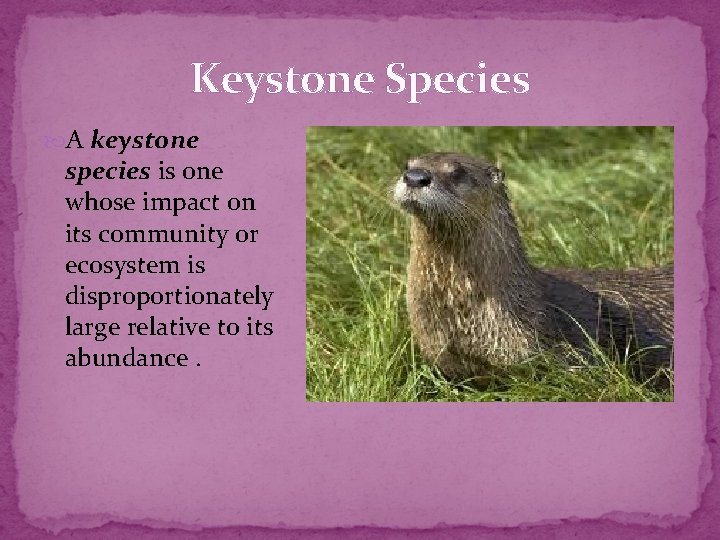Keystone Species A keystone species is one whose impact on its community or ecosystem