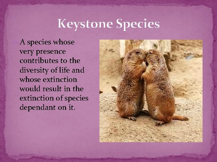 Keystone Species A species whose very presence contributes to the diversity of life and