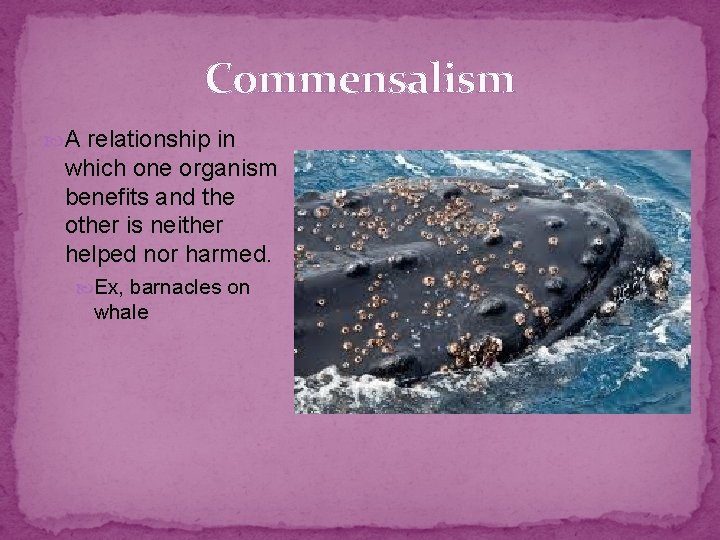 Commensalism A relationship in which one organism benefits and the other is neither helped