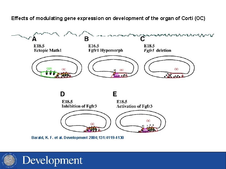 Effects of modulating gene expression on development of the organ of Corti (OC) Barald,