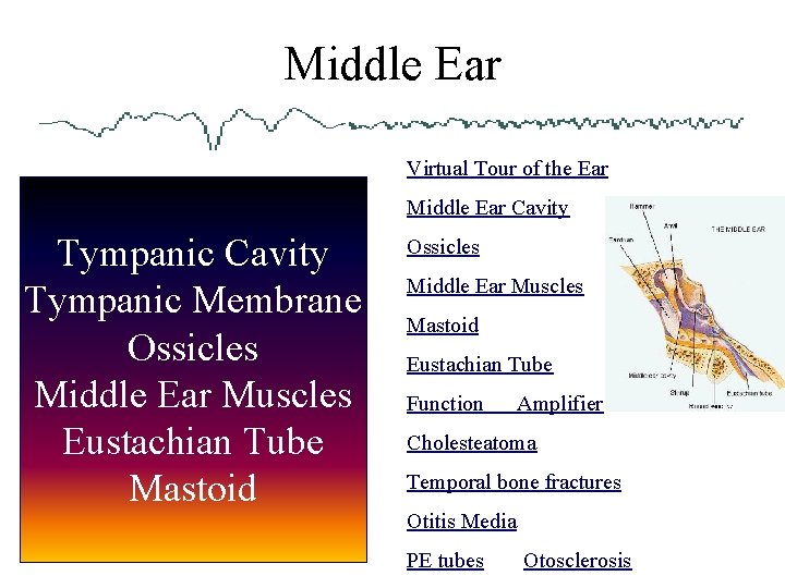 Middle Ear Virtual Tour of the Ear Middle Ear Cavity Tympanic Membrane Ossicles Middle