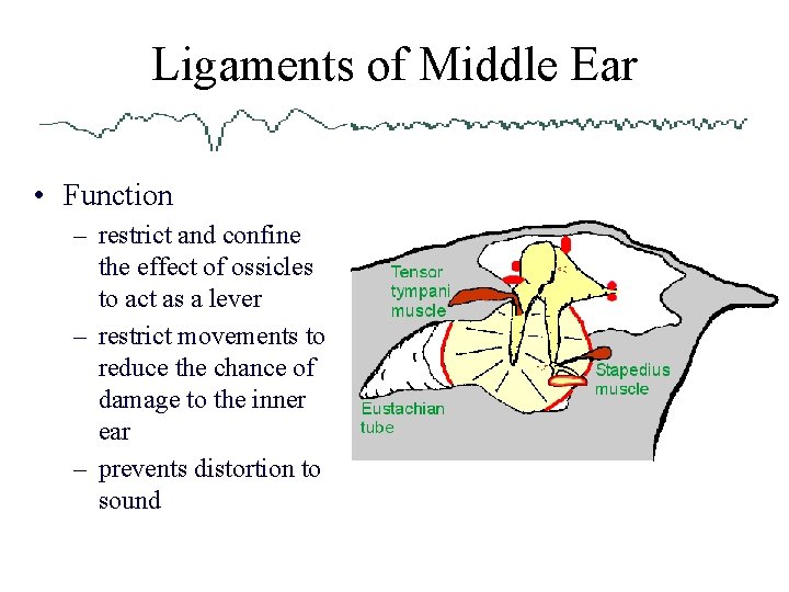 Ligaments of Middle Ear • Function – restrict and confine the effect of ossicles