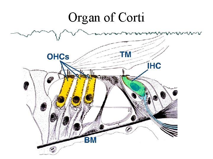 Organ of Corti 