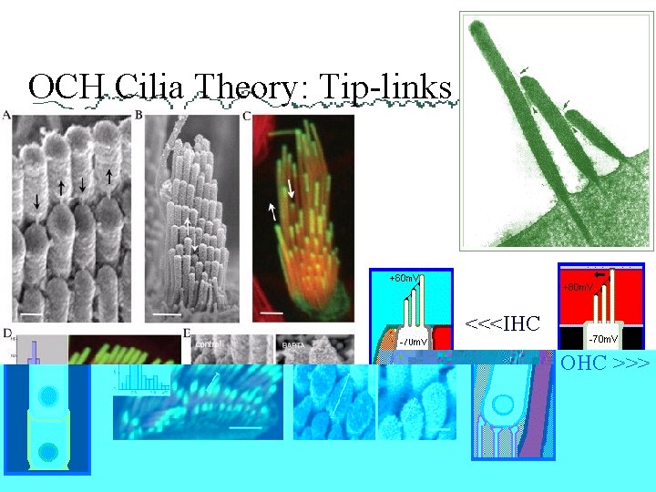 OCH Cilia Theory: Tip-links <<<IHC OHC >>> 
