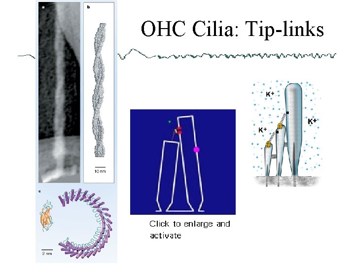 OHC Cilia: Tip-links 