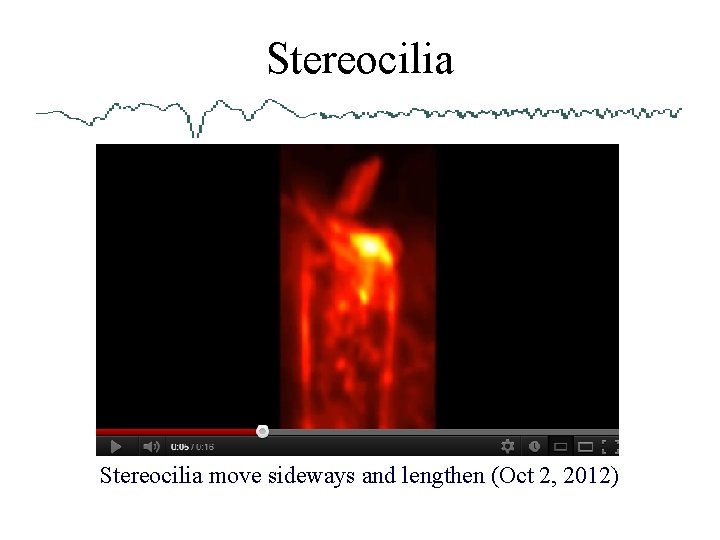 Stereocilia move sideways and lengthen (Oct 2, 2012) 