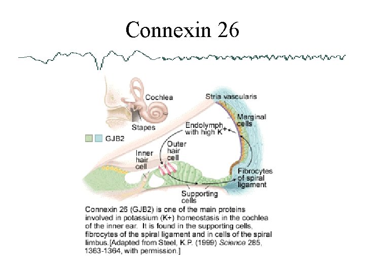 Connexin 26 