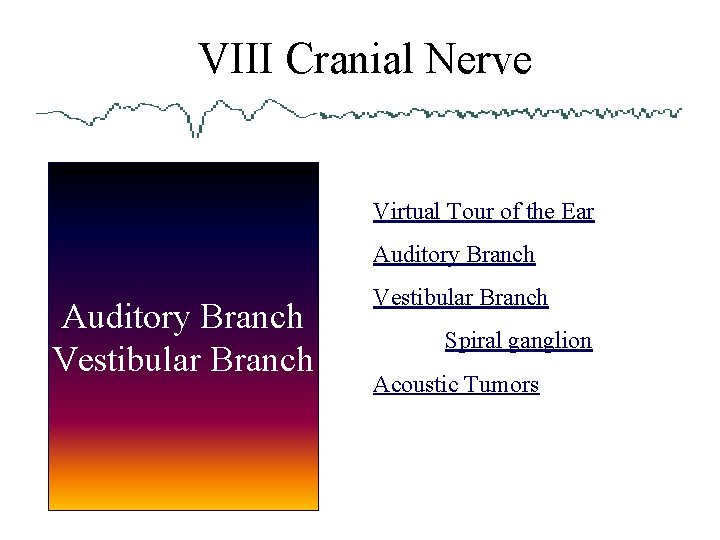  VIII Cranial Nerve Virtual Tour of the Ear Auditory Branch Vestibular Branch Spiral