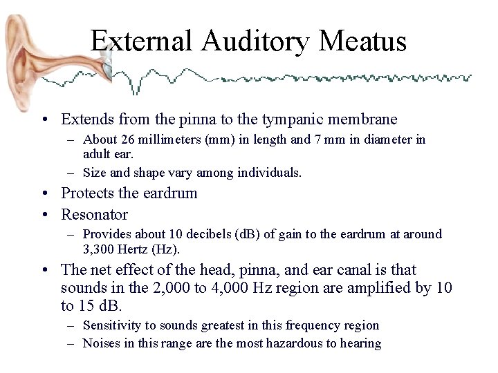 External Auditory Meatus • Extends from the pinna to the tympanic membrane – About