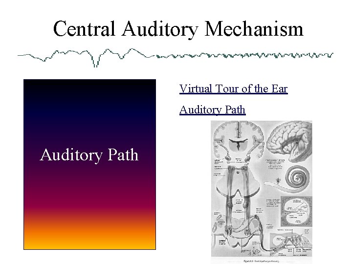  Central Auditory Mechanism Virtual Tour of the Ear Auditory Path 