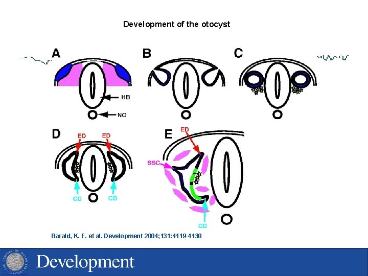 Development of the otocyst Barald, K. F. et al. Development 2004; 131: 4119 -4130