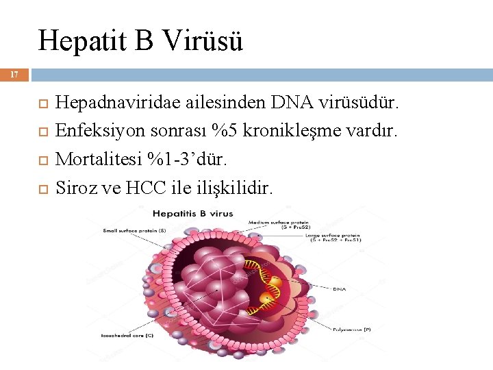 Hepatit B Virüsü 17 Hepadnaviridae ailesinden DNA virüsüdür. Enfeksiyon sonrası %5 kronikleşme vardır. Mortalitesi