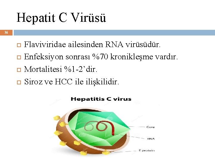Hepatit C Virüsü 36 Flaviviridae ailesinden RNA virüsüdür. Enfeksiyon sonrası %70 kronikleşme vardır. Mortalitesi