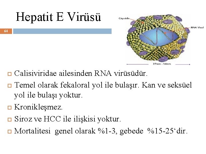 Hepatit E Virüsü 64 Calisiviridae ailesinden RNA virüsüdür. Temel olarak fekaloral yol ile bulaşır.