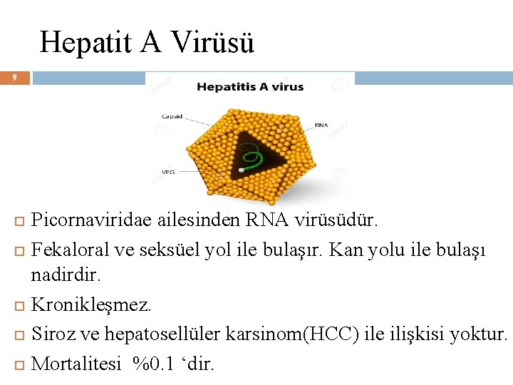 Hepatit A Virüsü 9 Picornaviridae ailesinden RNA virüsüdür. Fekaloral ve seksüel yol ile bulaşır.