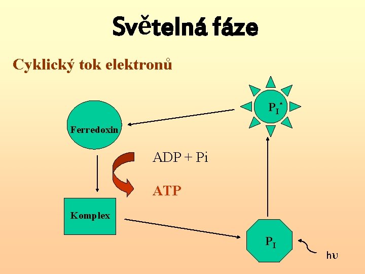 Světelná fáze Cyklický tok elektronů P I* Ferredoxin ADP + Pi ATP Komplex PI