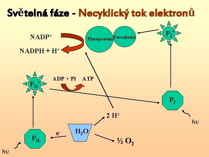 Světelná fáze - Necyklický tok elektronů NADP+ Flavoprotein Ferredoxin P I* NADPH + H+