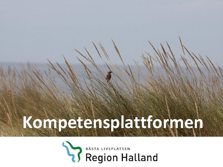 Kompetensplattformen 