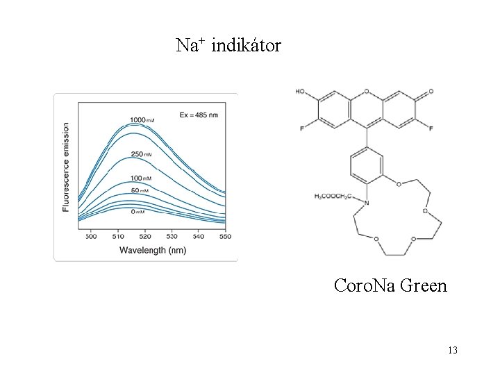 Na+ indikátor Coro. Na Green 13 