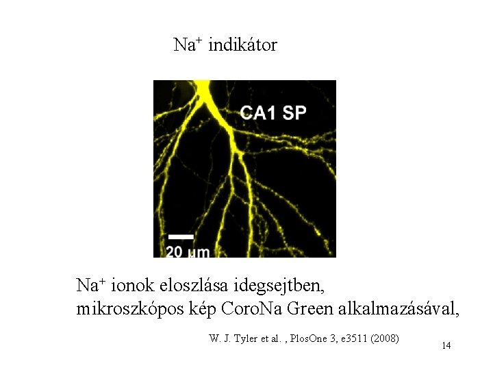 Na+ indikátor Na+ ionok eloszlása idegsejtben, mikroszkópos kép Coro. Na Green alkalmazásával, W. J.