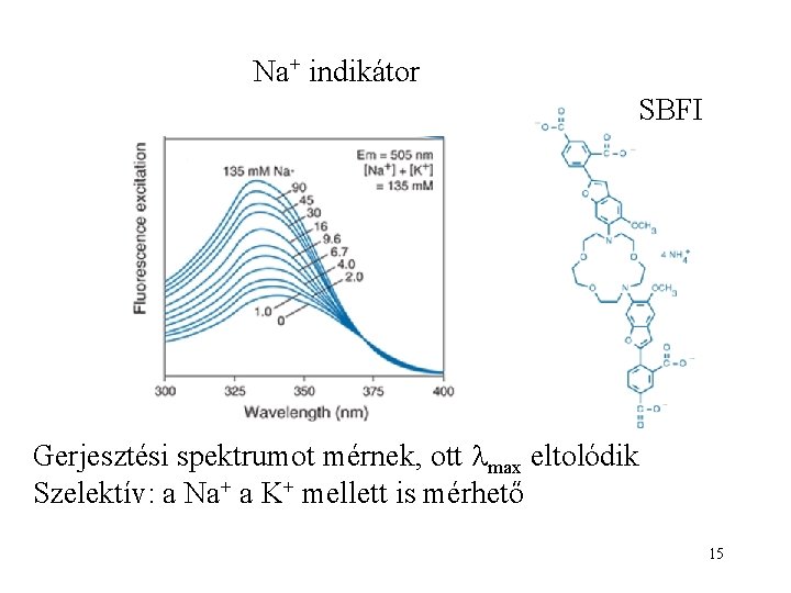 Na+ indikátor SBFI Gerjesztési spektrumot mérnek, ott max eltolódik Szelektív: a Na+ a K+