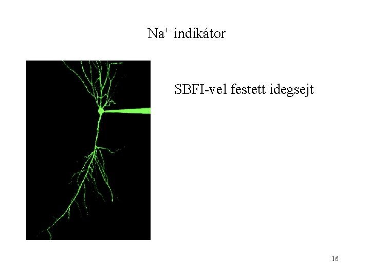 Na+ indikátor SBFI-vel festett idegsejt 16 