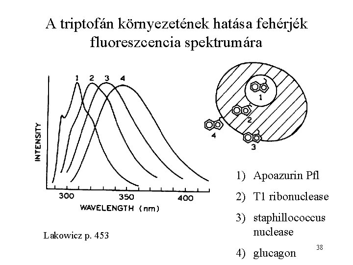 A triptofán környezetének hatása fehérjék fluoreszcencia spektrumára 1) Apoazurin Pfl 2) T 1 ribonuclease