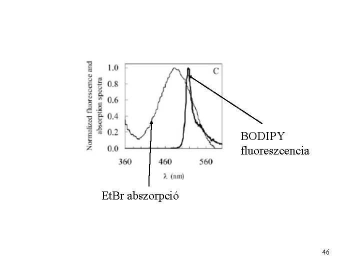 BODIPY fluoreszcencia Et. Br abszorpció 46 