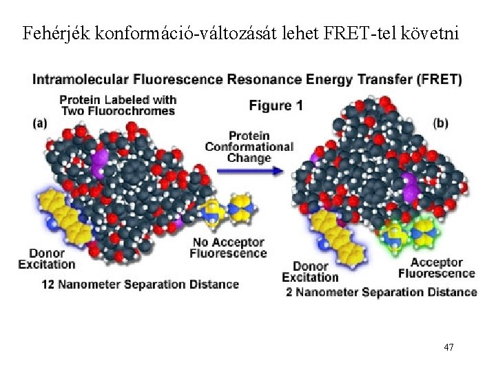 Fehérjék konformáció-változását lehet FRET-tel követni 47 