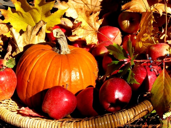 http: //fauna-flora. gportal. hu/ 