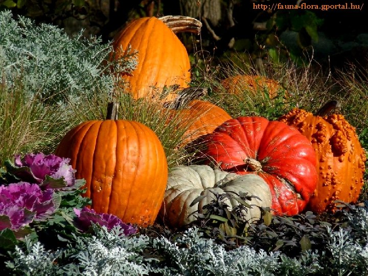 http: //fauna-flora. gportal. hu/ 