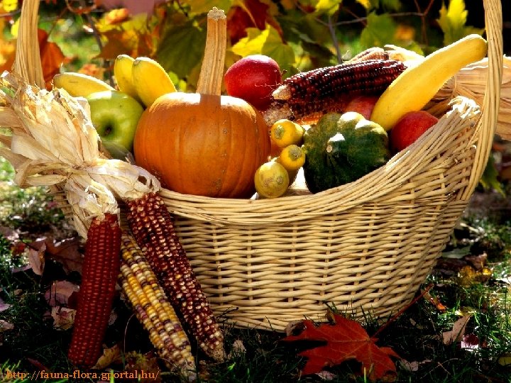 http: //fauna-flora. gportal. hu/ 