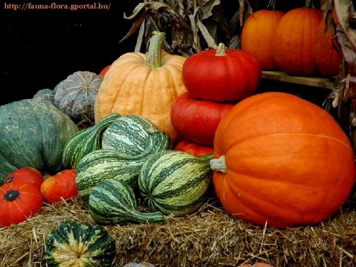 http: //fauna-flora. gportal. hu/ 