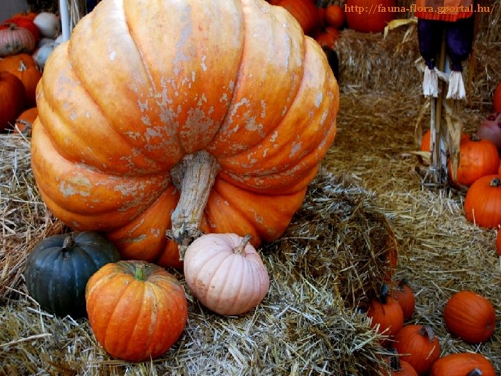 http: //fauna-flora. gportal. hu/ 