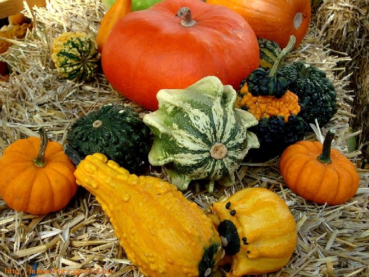 http: //fauna-flora. gportal. hu/ 