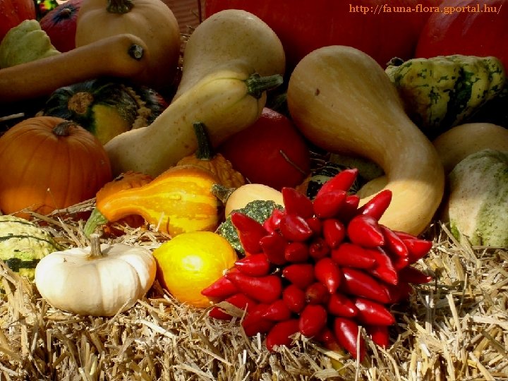 http: //fauna-flora. gportal. hu/ 