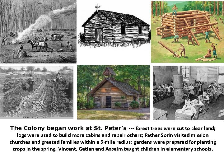 The Colony began work at St. Peter’s --- forest trees were cut to clear