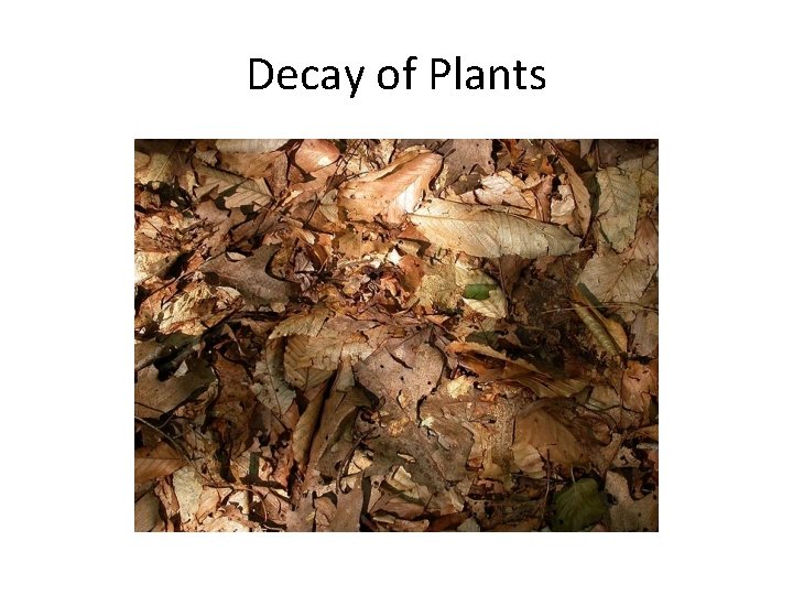 Decay of Plants 