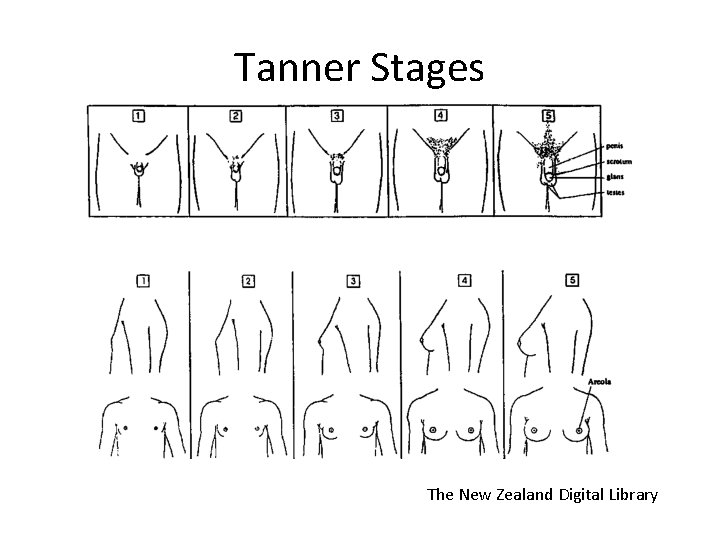 Tanner Stages The New Zealand Digital Library 