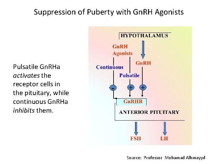 Suppression of Puberty with Gn. RH Agonists Pulsatile Gn. RHa activates the receptor cells