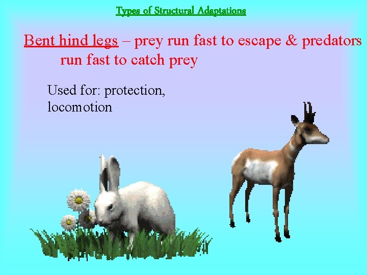 Types of Structural Adaptations Bent hind legs – prey run fast to escape &