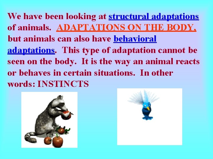 We have been looking at structural adaptations of animals. ADAPTATIONS ON THE BODY, but